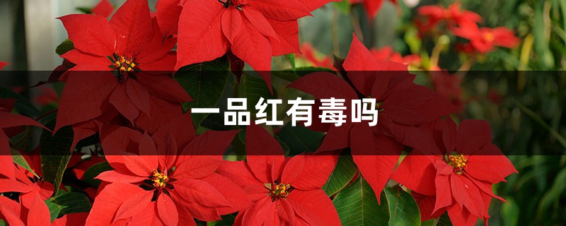 一品红有毒吗 一品红有毒吗