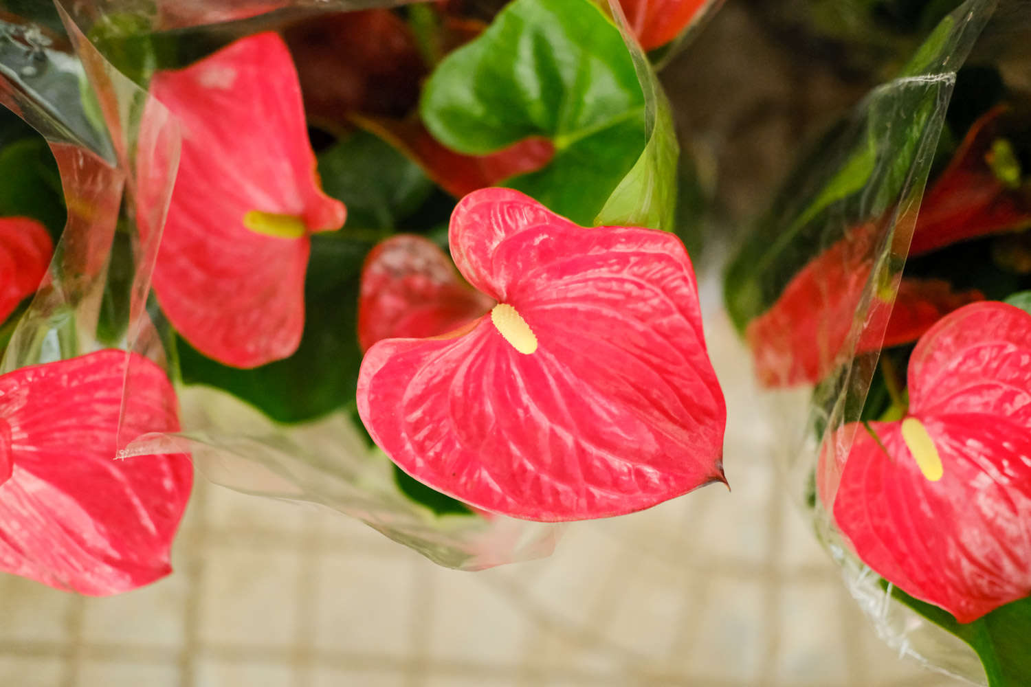 红掌 红掌