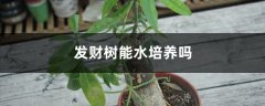 发财树能水培养吗，有黄叶了怎么办