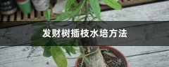 发财树插枝水培方法