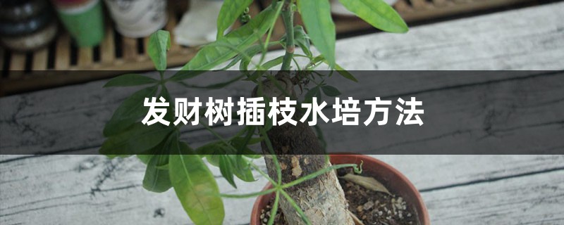 发财树插枝水培方法 发财树插枝水培方法