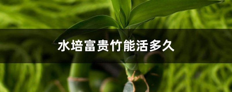 水培富贵竹能活多久,水培富贵竹多久生根 水培富贵竹能活多久,水培富贵竹多久生根