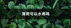 薄荷可以水养吗