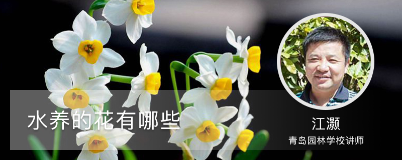 水养的花有哪些 水养的花有哪些