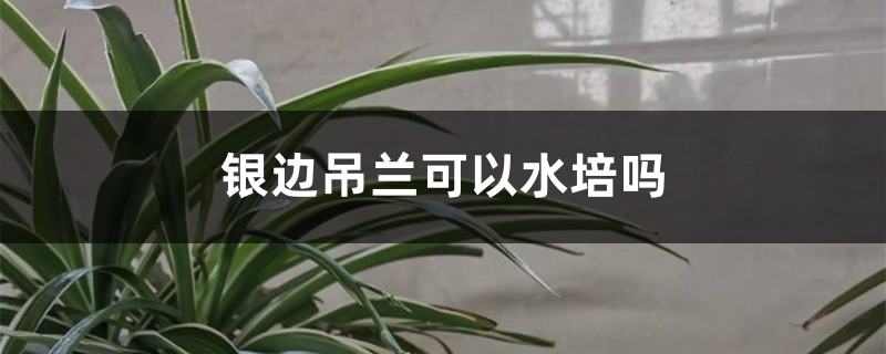 银边吊兰可以水培吗 银边吊兰可以水培吗