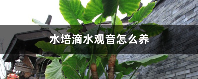 水培滴水观音怎么养