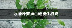 水培绿萝加白糖能生根吗