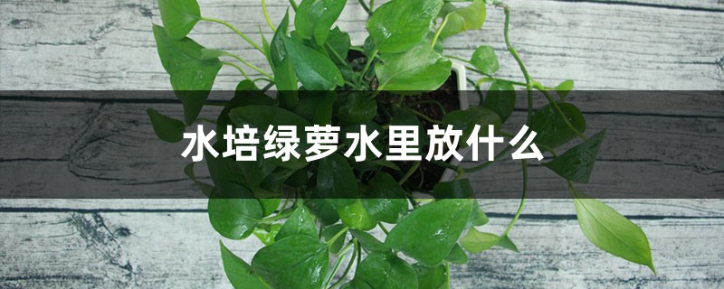 水培绿萝水里放什么 水培绿萝水里放什么