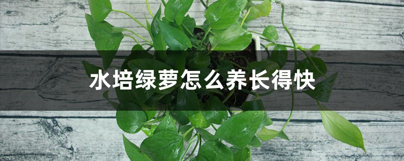 水培绿萝怎么养长得快 水培绿萝怎么养长得快
