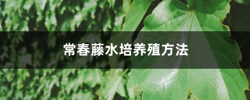 常春藤水培养殖方法 常春藤水培养殖方法