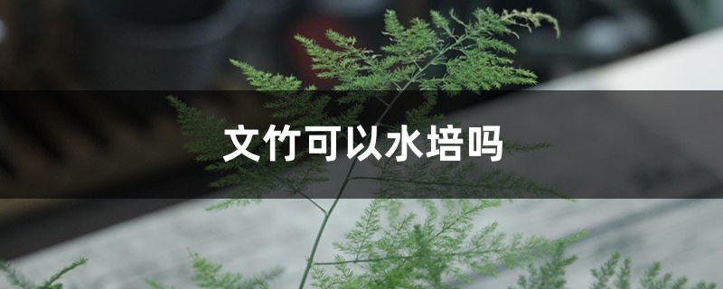 文竹可以水培吗