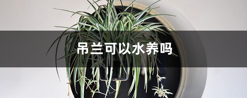 吊兰可以水养吗 吊兰可以水养吗