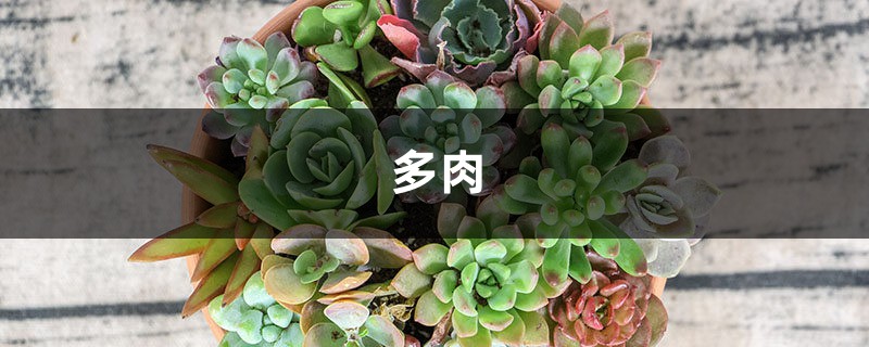 他把多肉丢水里,竟然砰砰爆盆,比露养的还厉害! 他把多肉丢水里,竟然砰砰爆盆,比露养的还厉害!