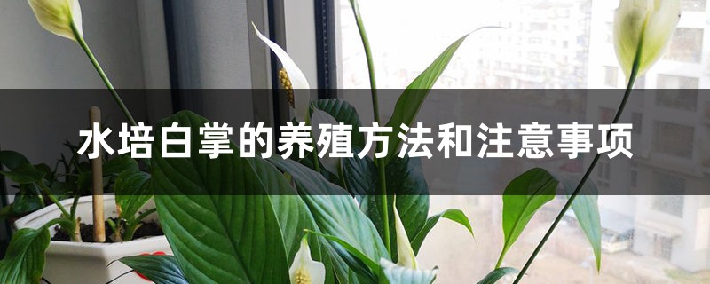 水培白掌的养殖方法和注意事项 水培白掌的养殖方法和注意事项