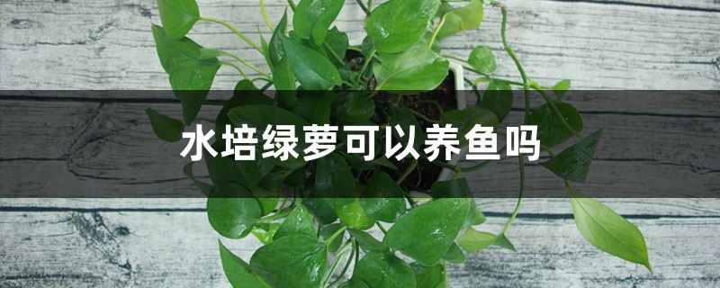 水培绿萝可以养鱼吗 水培绿萝可以养鱼吗