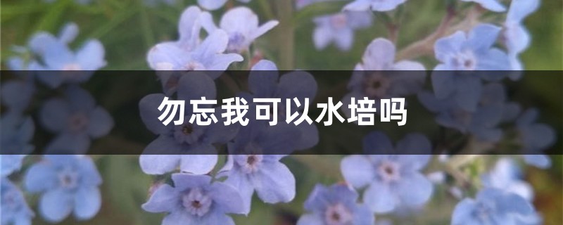 勿忘我可以水培吗 勿忘我可以水培吗