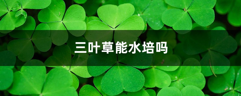 三叶草能水培吗 三叶草能水培吗