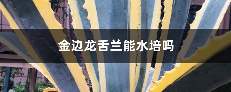 金边龙舌兰能水培吗 金边龙舌兰能水培吗
