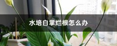 水培白掌烂根怎么办