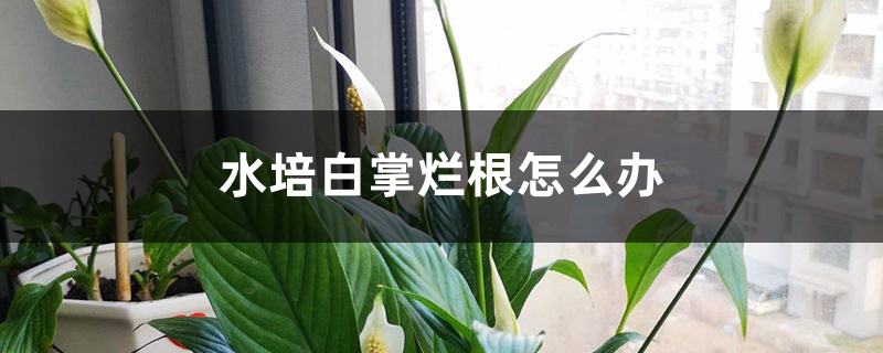 水培白掌烂根怎么办 水培白掌烂根怎么办
