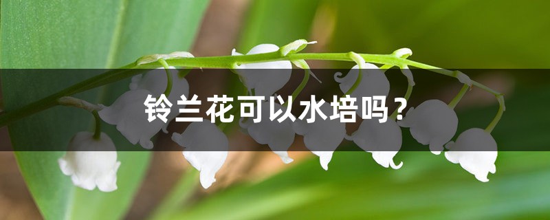 铃兰花可以水培吗？