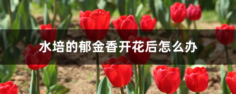 水培的郁金香开花后怎么办 水培的郁金香开花后怎么办