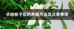 水培栀子花的养殖方法及注意事项