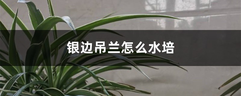 银边吊兰怎么水培