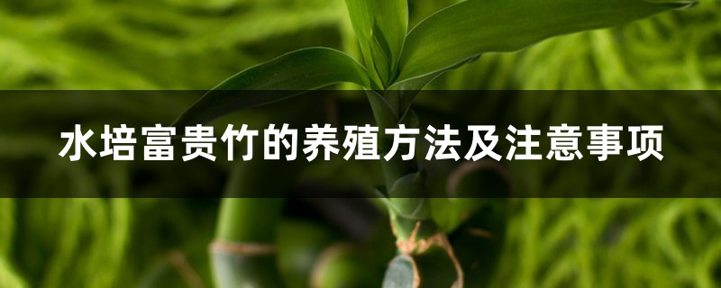 水培富贵竹的养殖方法及注意事项 水培富贵竹的养殖方法及注意事项