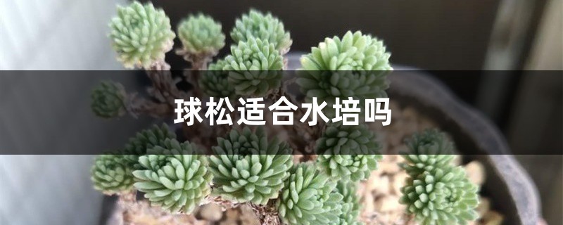 球松适合水培吗