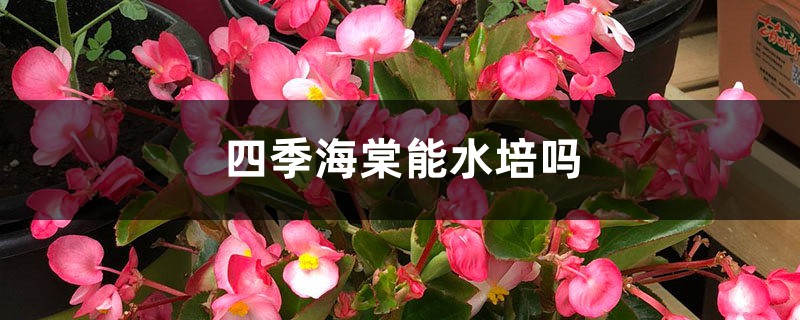四季海棠能水培吗 四季海棠能水培吗