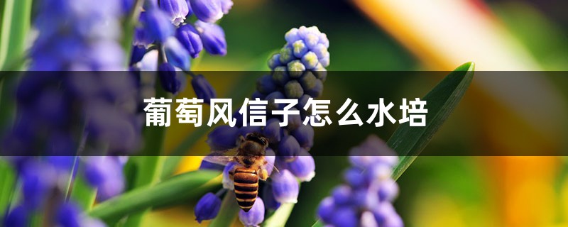 葡萄风信子怎么水培