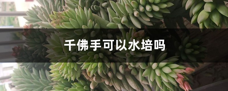 千佛手可以水培吗