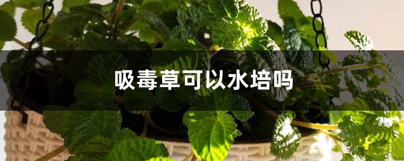 吸毒草可以水培吗 吸毒草可以水培吗