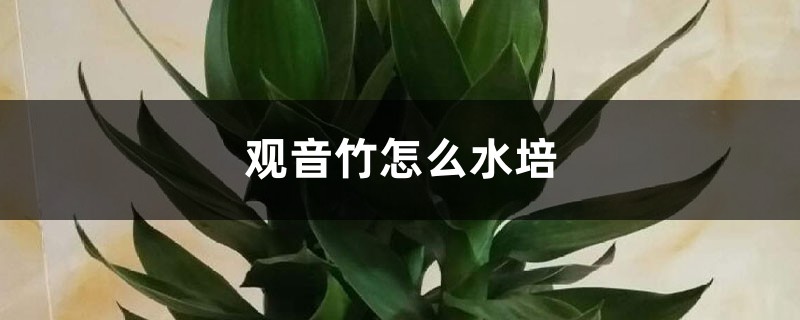 观音竹怎么水培 观音竹怎么水培