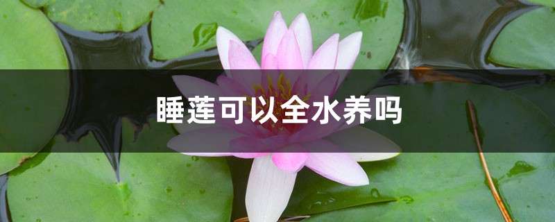 睡莲可以全水养吗 睡莲可以全水养吗