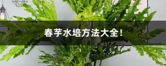 春芋水培方法大全！