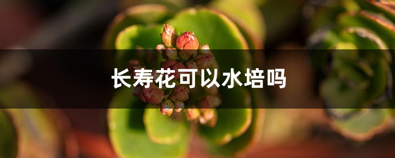 长寿花可以水培吗