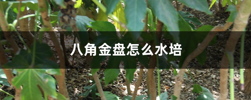 八角金盘怎么水培 八角金盘怎么水培