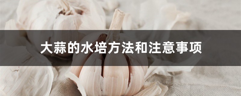 大蒜的水培方法和注意事项 大蒜的水培方法和注意事项