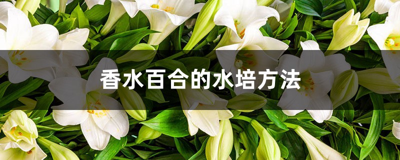 香水百合的水培方法 香水百合的水培方法