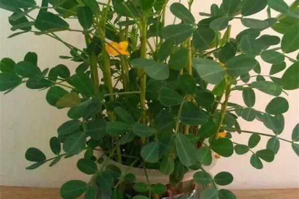 花生水培,蔬菜变盆栽,你还只当他是个菜吗 花生水培,蔬菜变盆栽,你还只当他是个菜吗