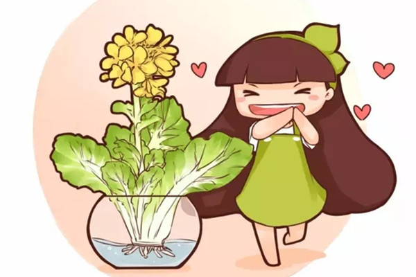 水培蔬菜开了花,竟然这么美!感觉以前亏了100万 水培蔬菜开了花,竟然这么美!感觉以前亏了100万