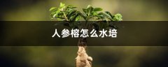 人参榕怎么水培