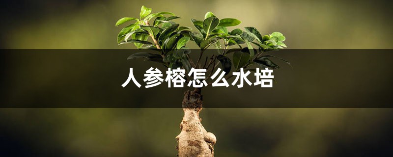 人参榕怎么水培 人参榕怎么水培