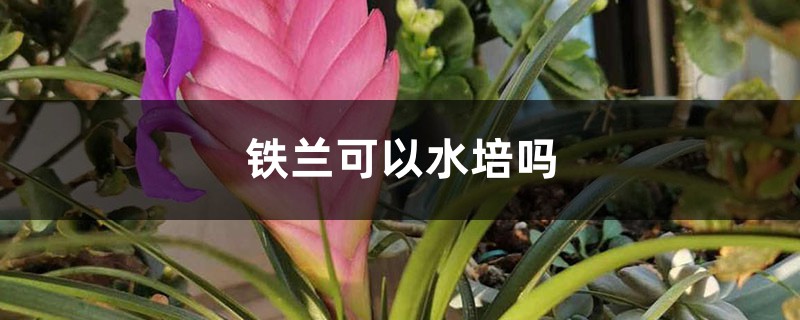 铁兰可以水培吗 铁兰可以水培吗