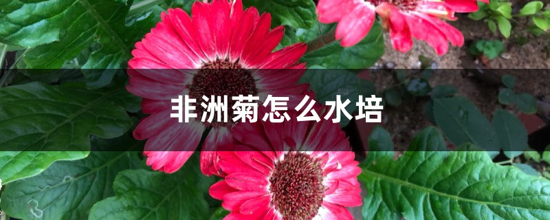 非洲菊怎么水培 非洲菊怎么水培