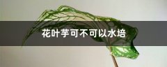 花叶芋可不可以水培