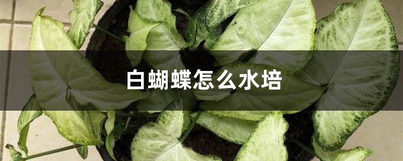 白蝴蝶怎么水培