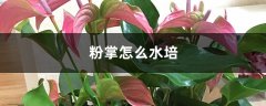 粉掌怎么水培